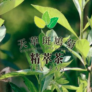 天草斑鳩菊-精粹茶
